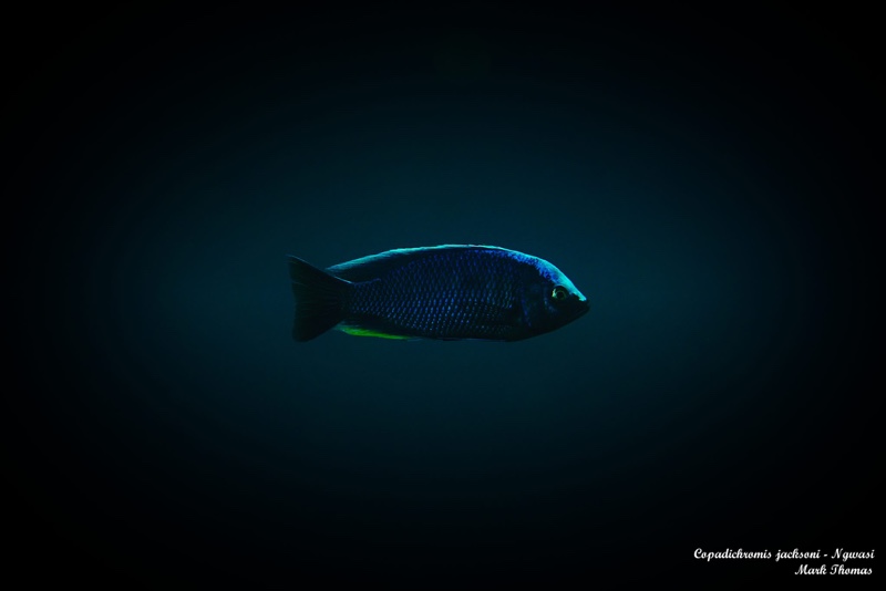 Copadichromis jacksoni 'Ngwasi'